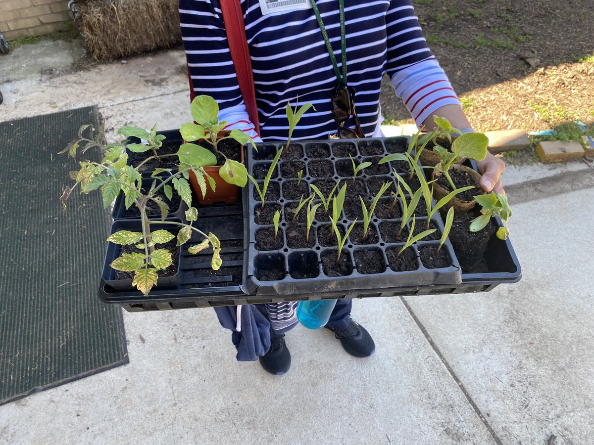 Mary Charlton (@marycharlton8) on Twitter photo Love when we get to work with other schools! <a href="/BucknellElem/">Bucknell Elementary</a> has been such a fun partner this year. Trading ideas and watching them build their own garden has been so fun. I was so excited to get to share some of our seedlings to help out in a tiny way! <a href="/HollinMeadowsES/">Hollin Meadows</a> <a href="/PTAHMES/">Hollin Meadows ES PTA</a> Love when we get to work with other schools! <a href="/BucknellElem/">Bucknell Elementary</a> has been such a fun partner this year. Trading ideas and watching them build their own garden has been so fun. I was so excited to get to share some of our seedlings to help out in a tiny way! <a href="/HollinMeadowsES/">Hollin Meadows</a> <a href="/PTAHMES/">Hollin Meadows ES PTA</a>