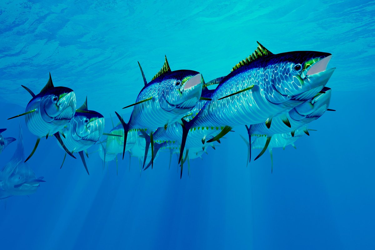 NOAA Fisheries tweet media