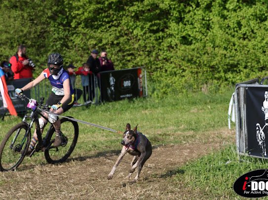 k9_runner's tweet photo. Race photos from ICF Canicross World Championships 🐾🇫🇷 with Milly &amp; Bandit #TeamGreatBritain https://t.co/NYPxOhks2G