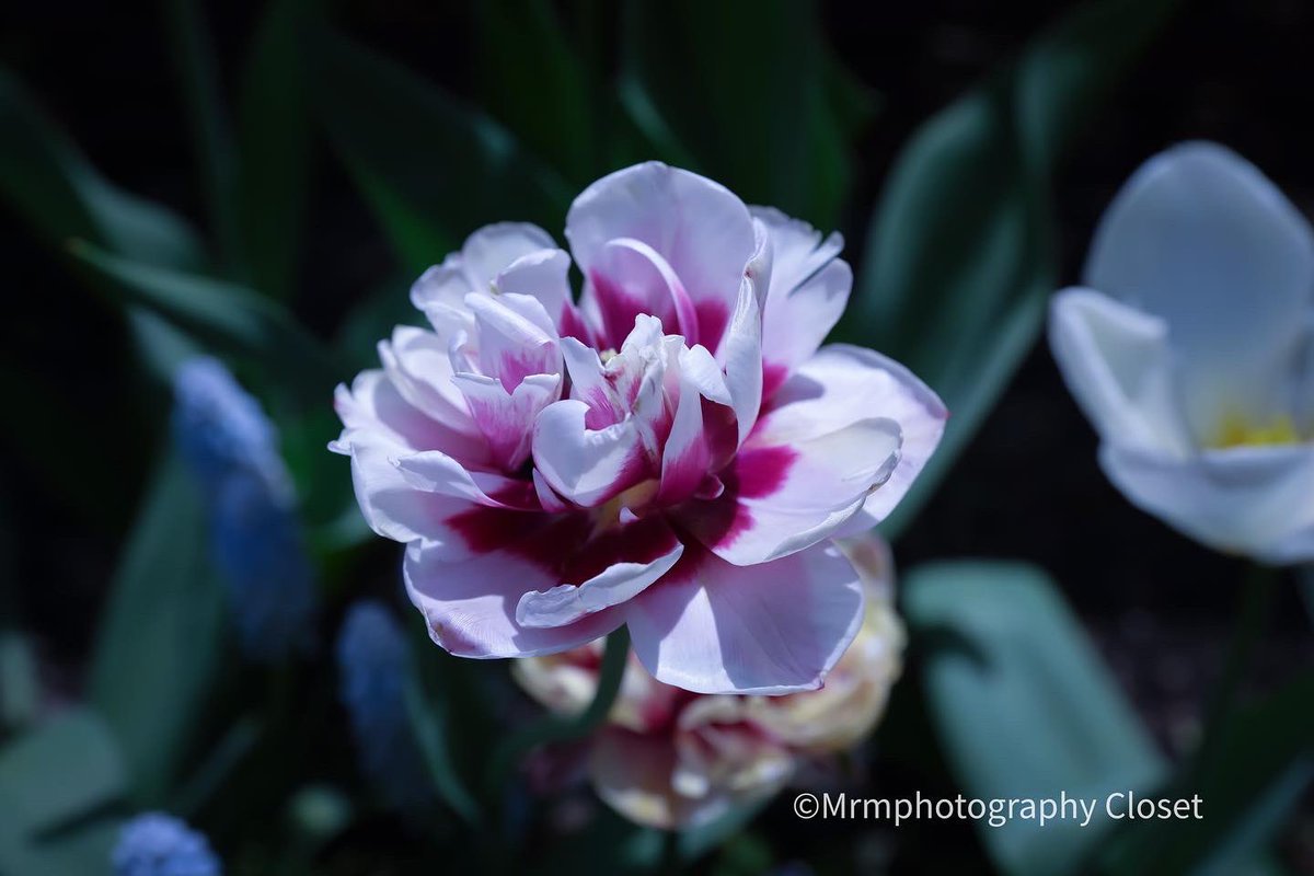 ClosetMrm's tweet photo. #Brooklyn #botanical #garden #NYC #PHOTOS #gardening #photooftheday #canon #canonphotography #plants #plantlife #floral #floralphotography #outdoors #grapehyacinth #greenlife #2k22 https://t.co/9s5NSriVe2