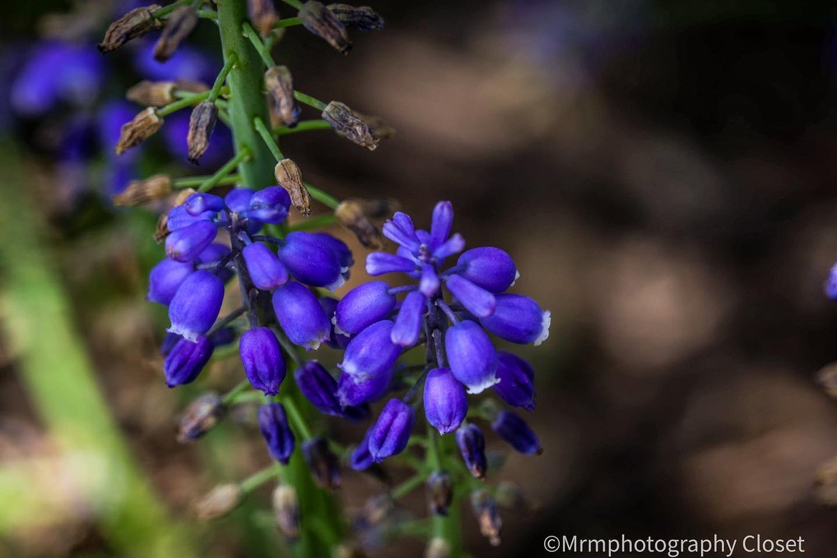 ClosetMrm's tweet photo. #Brooklyn #botanical #garden #NYC #PHOTOS #gardening #photooftheday #canon #canonphotography #plants #plantlife #floral #floralphotography #outdoors #grapehyacinth #greenlife #2k22 https://t.co/9s5NSriVe2