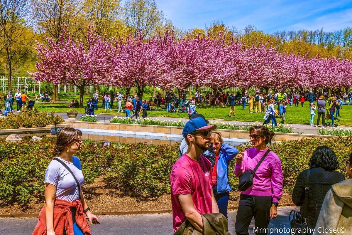 ClosetMrm's tweet photo. #Brooklyn #botanical #garden #NYC #PHOTOS #gardening #photooftheday #canon #canonphotography #plants #plantlife #floral #floralphotography #outdoors #grapehyacinth #greenlife #2k22 https://t.co/9s5NSriVe2