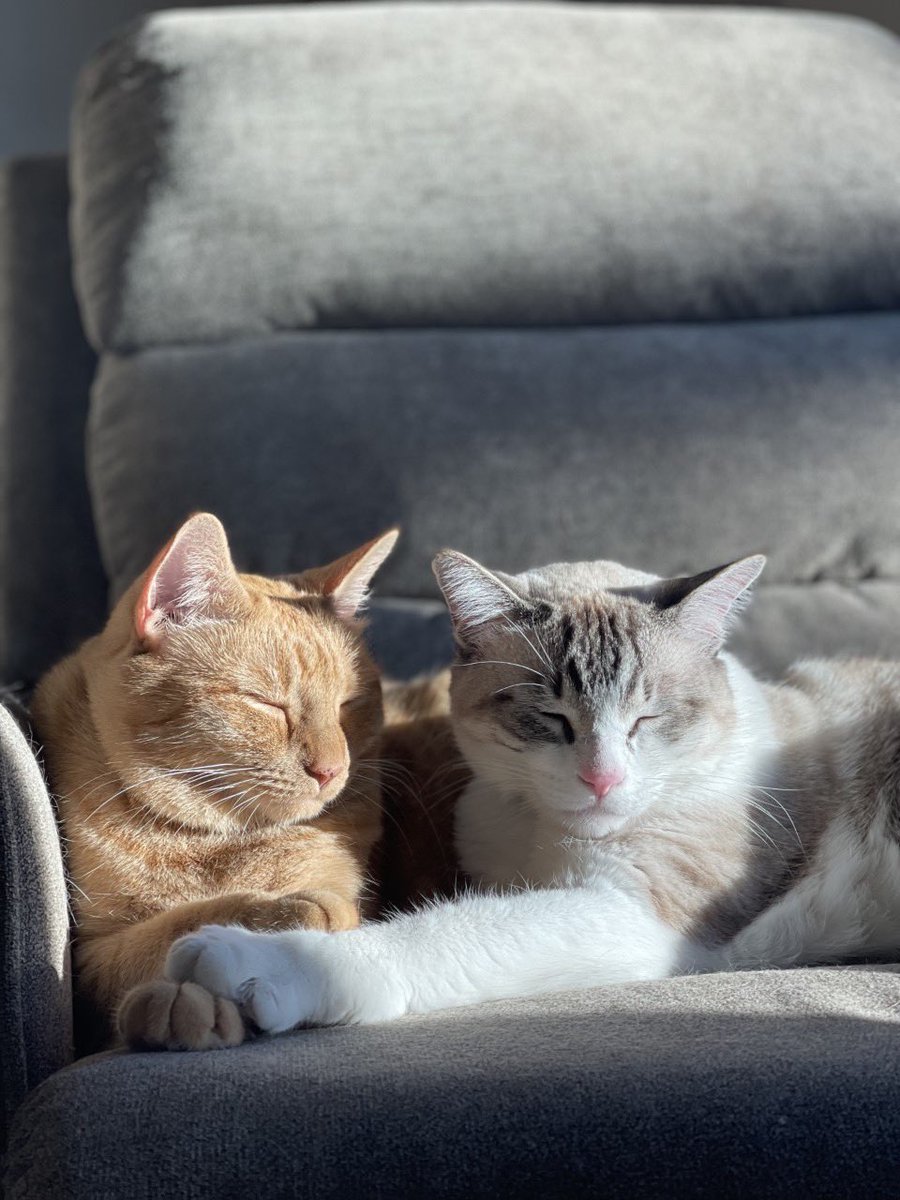 Good morning from one of our Pharmacist Managers, Ali’s cats, Lockett and Echo💤🐈🐈‍⬛

#petsoffacebook #petowners #petlovers #compoundingpharmacy #veterinarymedicine