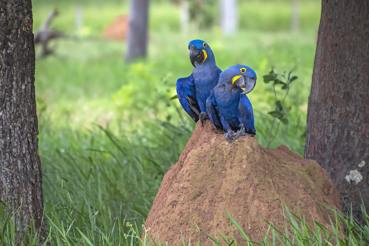 visitmsoficial's tweet photo. GLOBAL BIG DAY 2022: AÇÃO PRETENDE ESTIMULAR AINDA MAIS A OBSERVAÇÃO DE AVES NO MS
Confira no https://t.co/1LQ57BZCaS

#birdwatching #GlobalBigDay 

@GovernoMS @Team_eBird @MTurismo @EmbraturNews @debordin 📸Geancarlo Merighi https://t.co/01S8VdWwJM