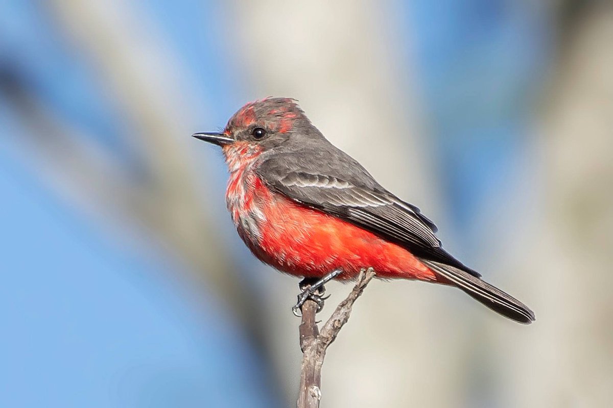 visitmsoficial's tweet photo. GLOBAL BIG DAY 2022: AÇÃO PRETENDE ESTIMULAR AINDA MAIS A OBSERVAÇÃO DE AVES NO MS
Confira no https://t.co/1LQ57BZCaS

#birdwatching #GlobalBigDay 

@GovernoMS @Team_eBird @MTurismo @EmbraturNews @debordin 📸Geancarlo Merighi https://t.co/01S8VdWwJM