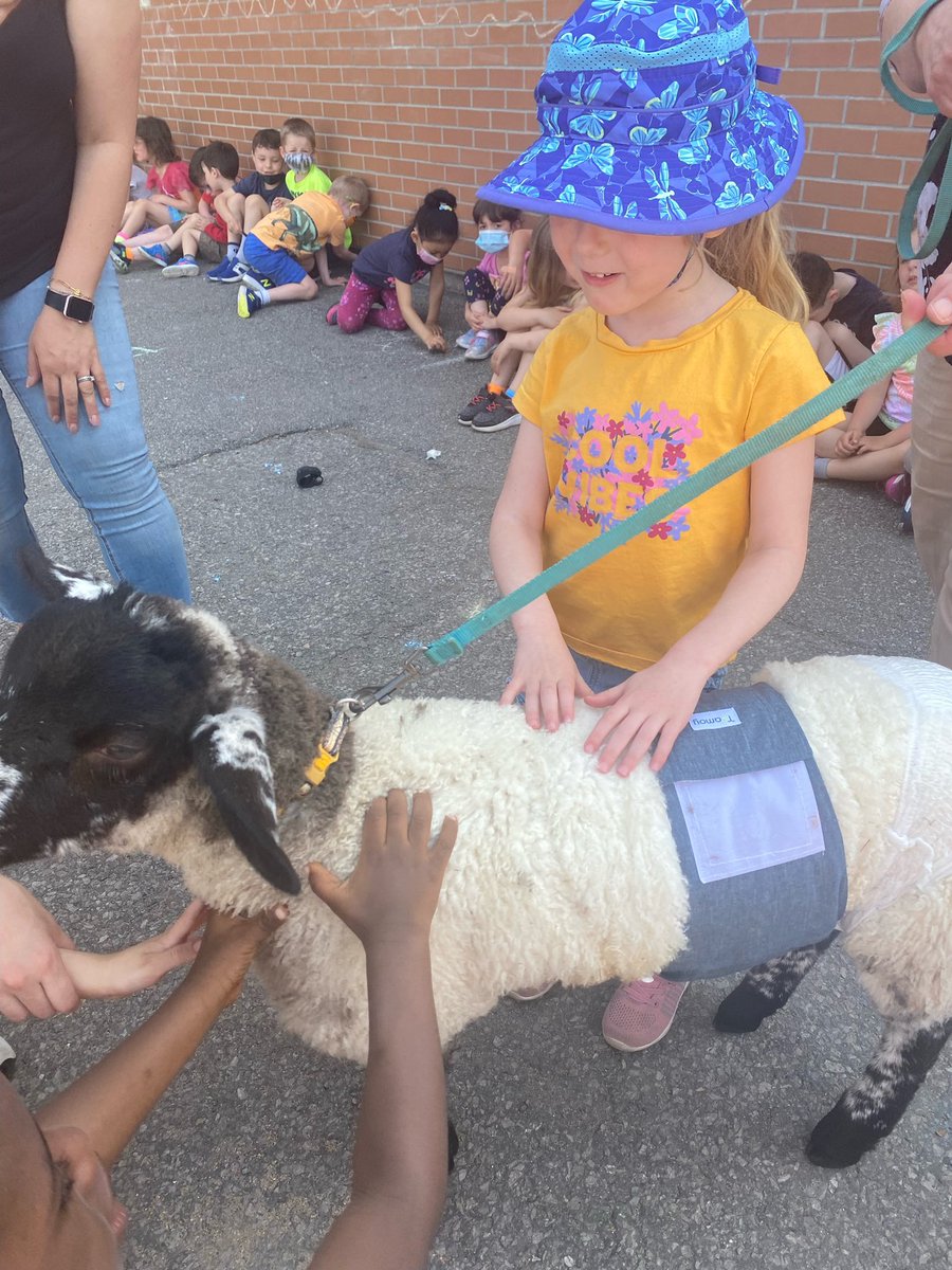 MrsAprile's tweet photo. Special visitor on this baaa-utiful day 🐑☀️ @StLukeNepean @LukeAssessment https://t.co/4C0epiq205