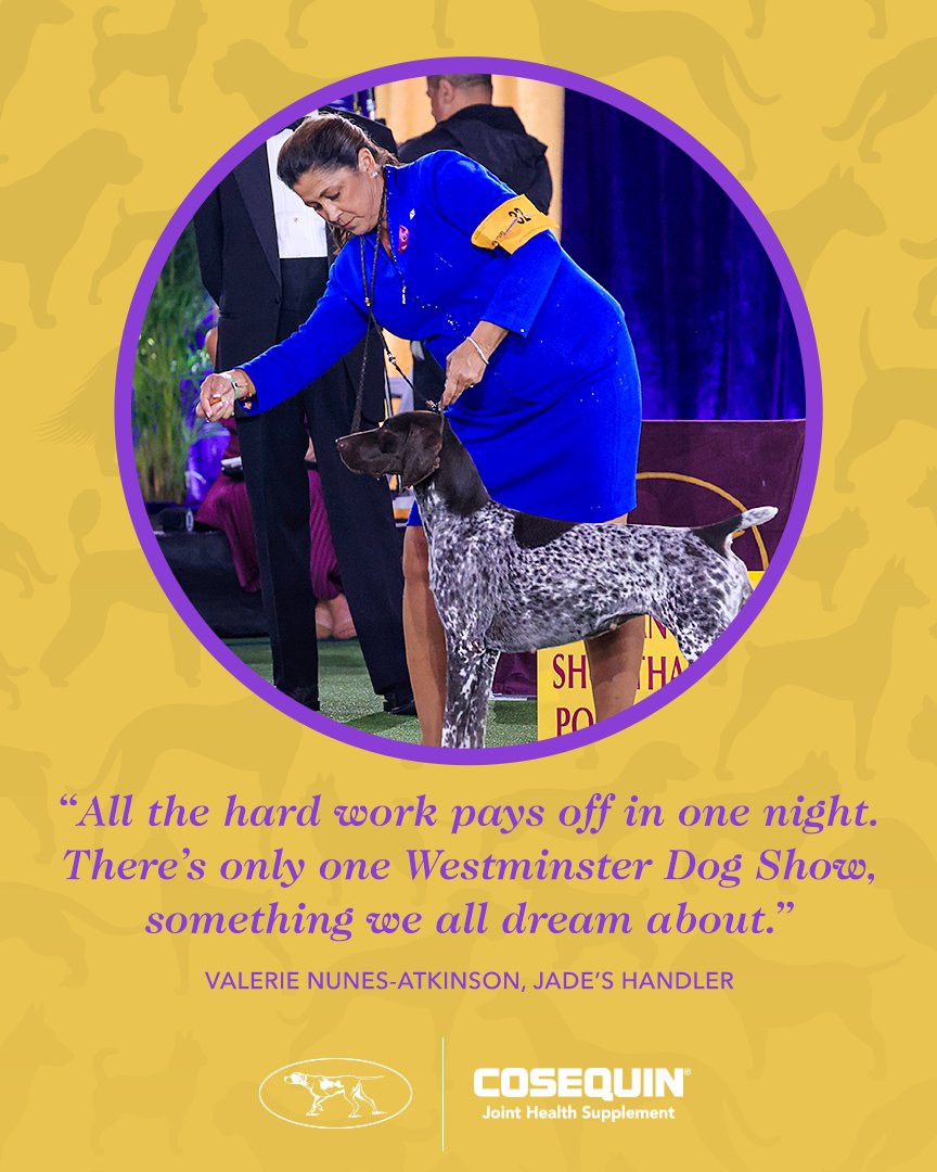 Westminster Kennel Club tweet media