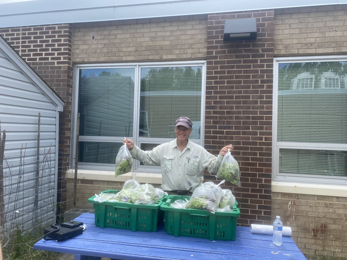 Mary Charlton (@marycharlton8) on Twitter photo Almost 10# lettuce harvested yesterday! It will all go to local families! <a href="/HollinMeadowsES/">Hollin Meadows</a> <a href="/HmesPartnership/">Hollin Meadows Partnership for Outdoor Education</a> <a href="/PTAHMES/">Hollin Meadows ES PTA</a> Almost 10# lettuce harvested yesterday! It will all go to local families! <a href="/HollinMeadowsES/">Hollin Meadows</a> <a href="/HmesPartnership/">Hollin Meadows Partnership for Outdoor Education</a> <a href="/PTAHMES/">Hollin Meadows ES PTA</a>