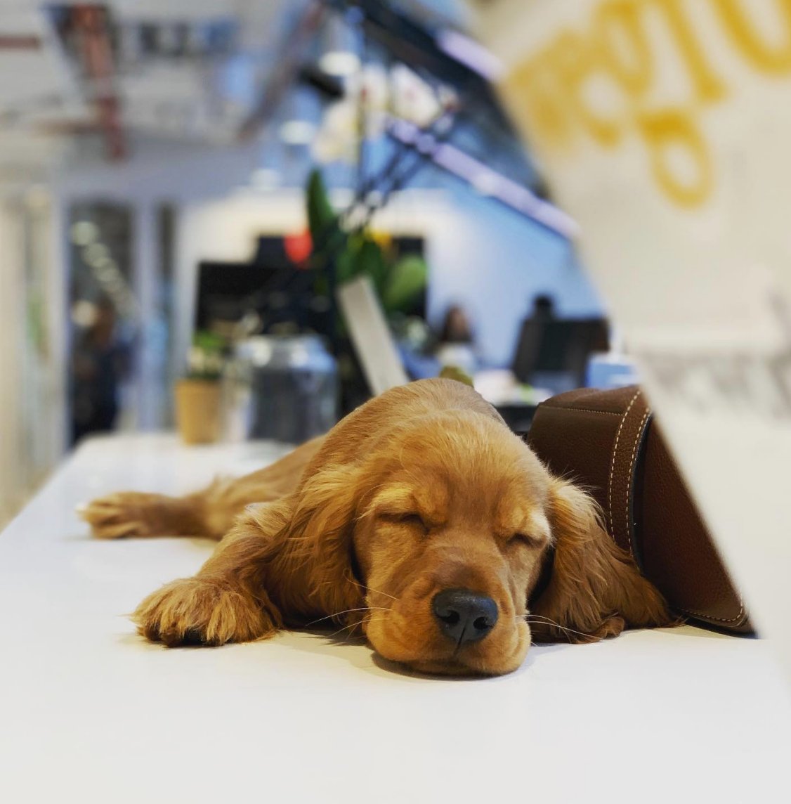 sparkpr's tweet photo. Low battery, please recharge.
We offer @SparkPR employees access to day passes at @WeWork spaces.
Check out our #careers page over at https://t.co/xPadIbm8L5.
#joinourteam #bestofboth #wework #dogsofwework #Hiring #HotJobs https://t.co/l9rmQ11jUc