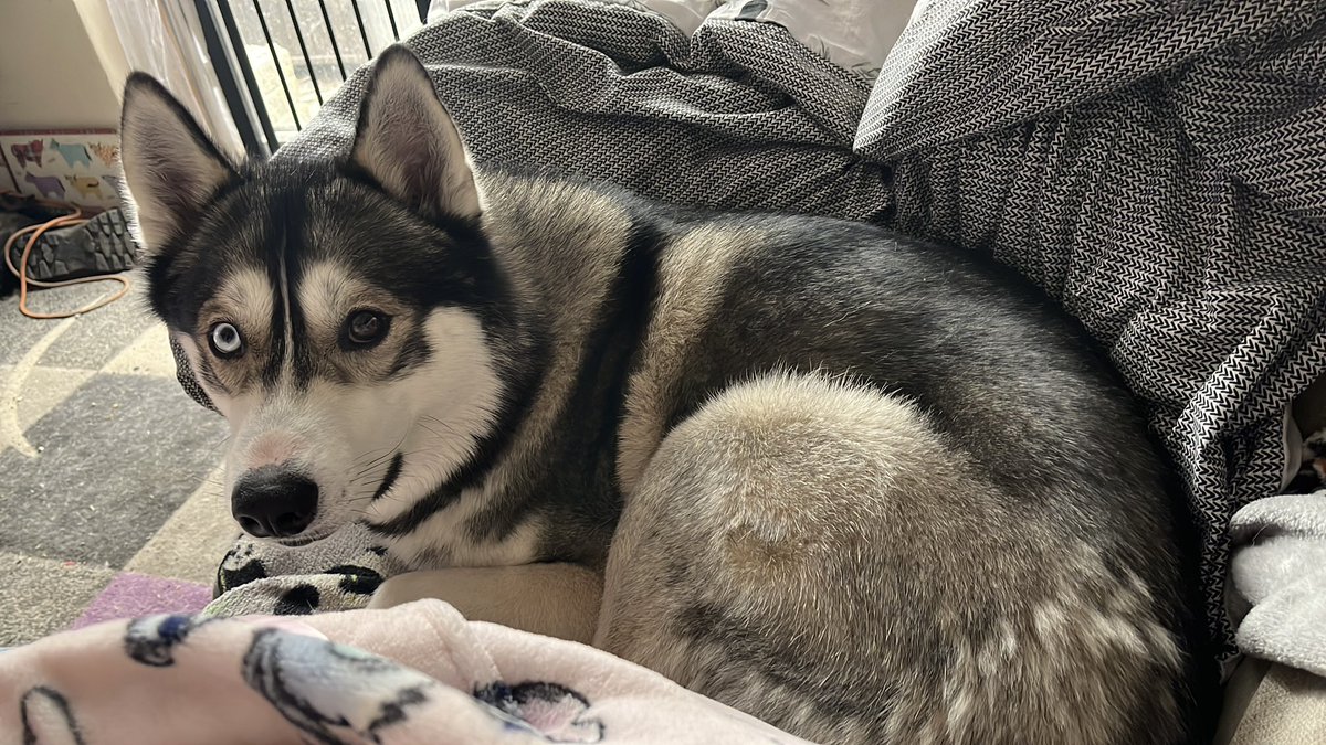 BorderlinePanda's tweet photo. Not here my pup is named Sammy after @sammyguevara coz Sammy Guevara is special 2 this Panda 💖  my pup can even stick his tongue out just like the real Sammy 😆 
#PandaFam4Life 🖤🐼🤍 https://t.co/nGy7FnVdcv