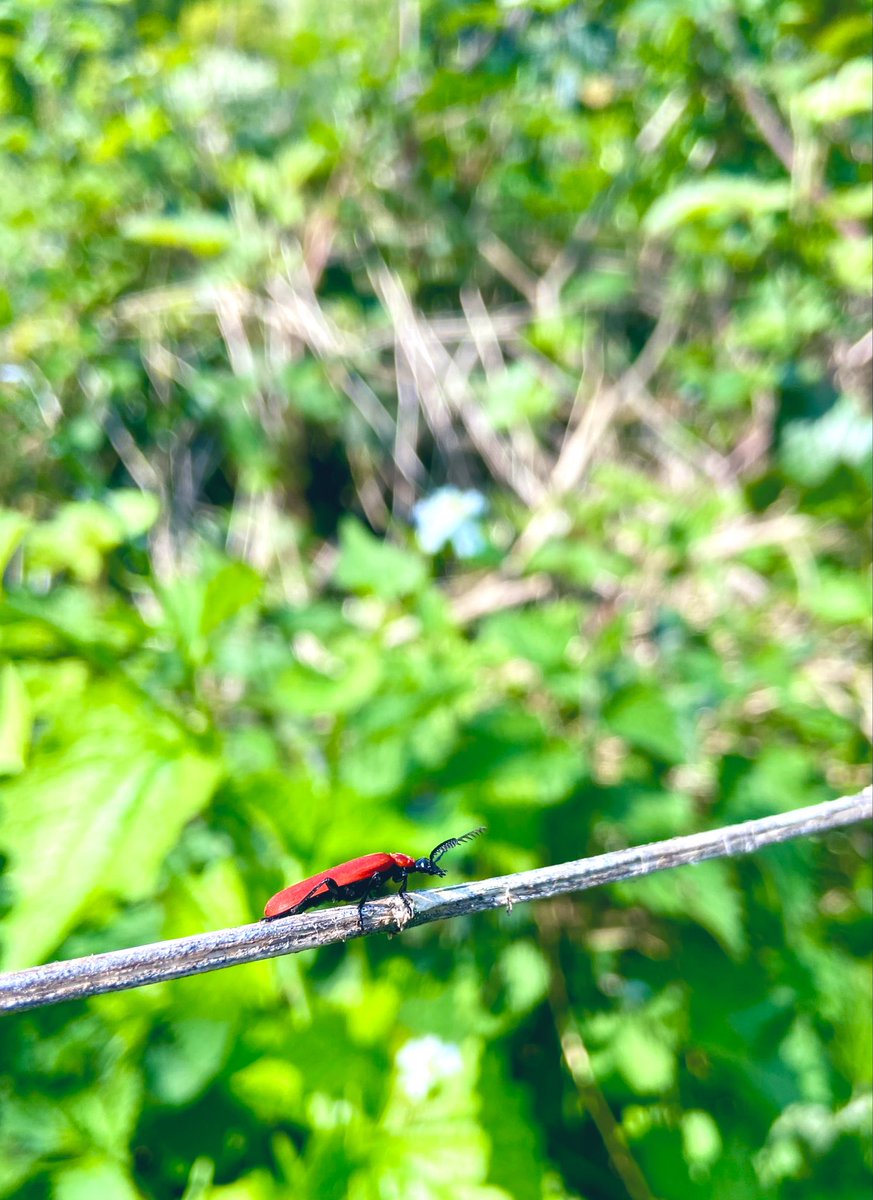 1000Rach's tweet photo. Not sure what it is but it’s cute 🥰 #InsectThursday #Felden #HemelHempstead #England https://t.co/Pb7Zs1zlfR