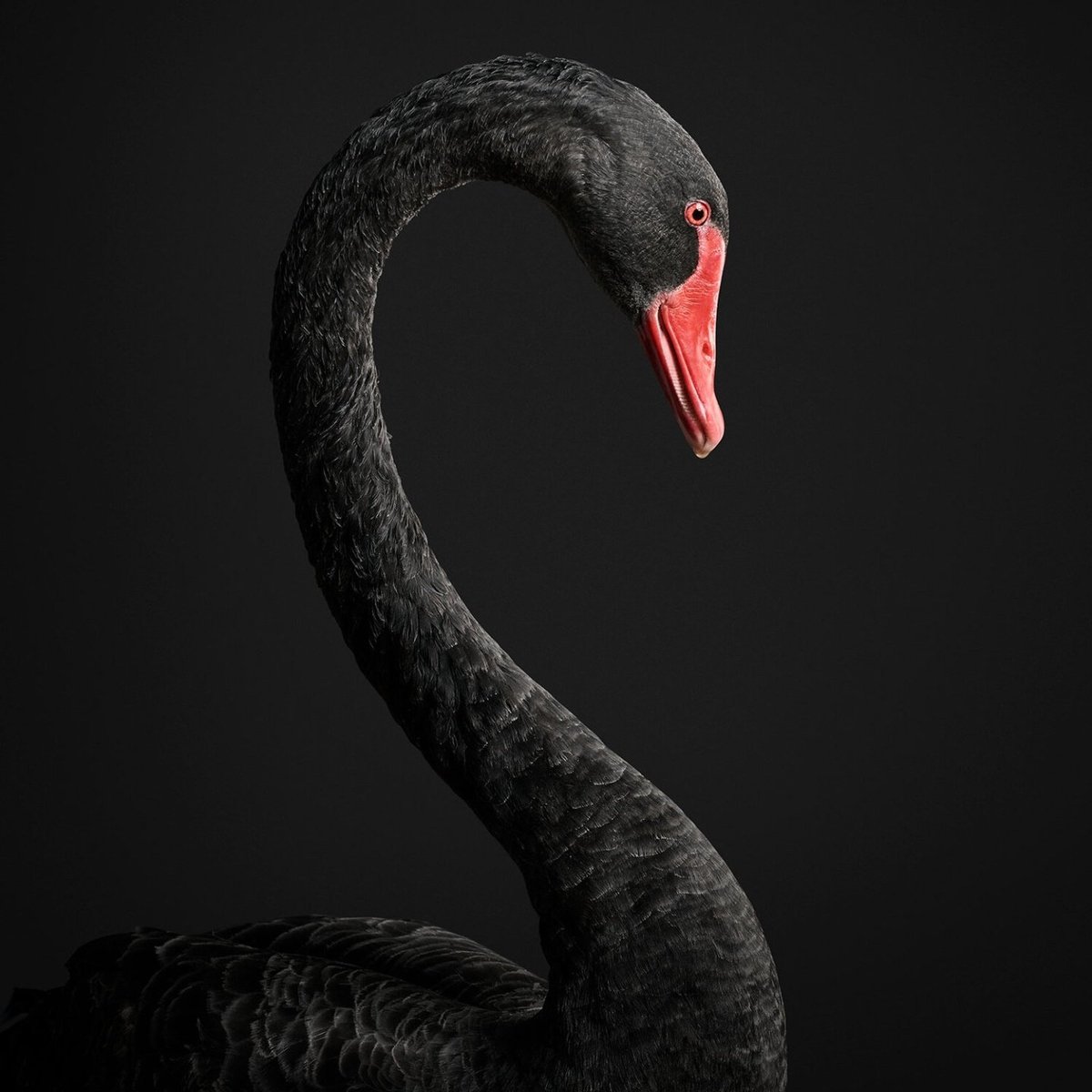 jjbrown111076's tweet photo. Let the games begin, but we are hear for it all give us your best shot. Do your DD move when you can stay when you can do not over leverage yourselves. We are better prepared and educated for the markets and getting smarter by the day. We are The Black Swann Event #RETAIL https://t.co/VESQH6j9BT