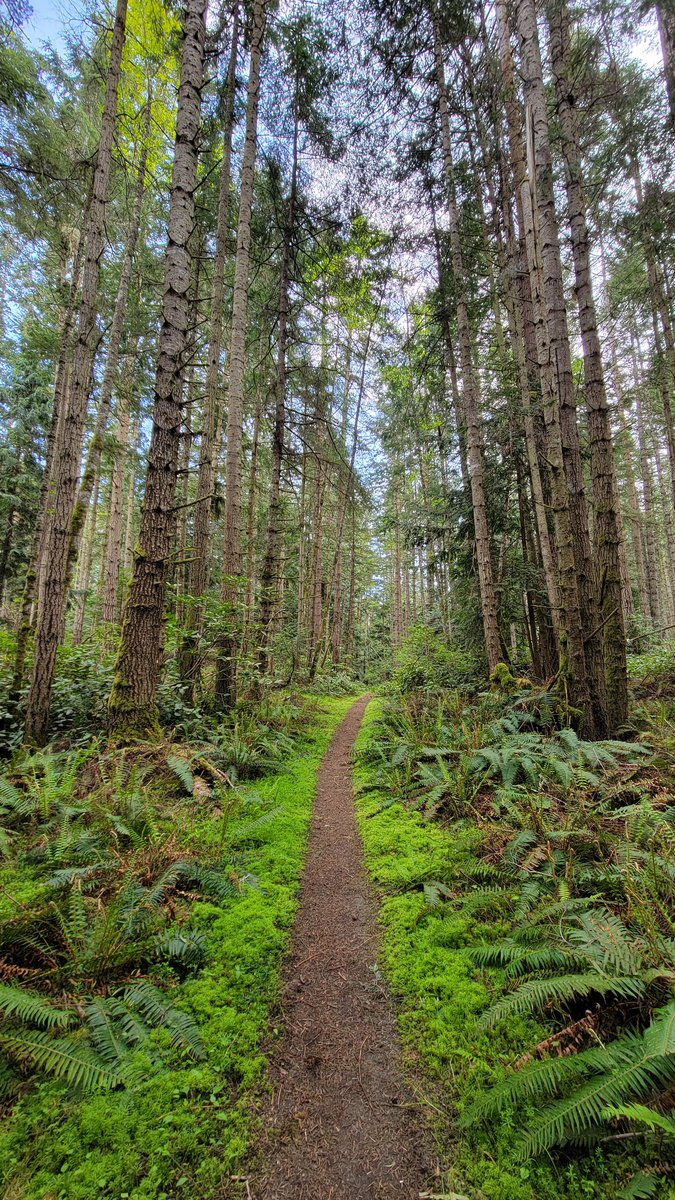 drtyrunner's tweet photo. The #upperleftcorner never disappoints. 

#seenonmyrun #nofilter  #WAnder #greenthings https://t.co/1B6w8HcVS2