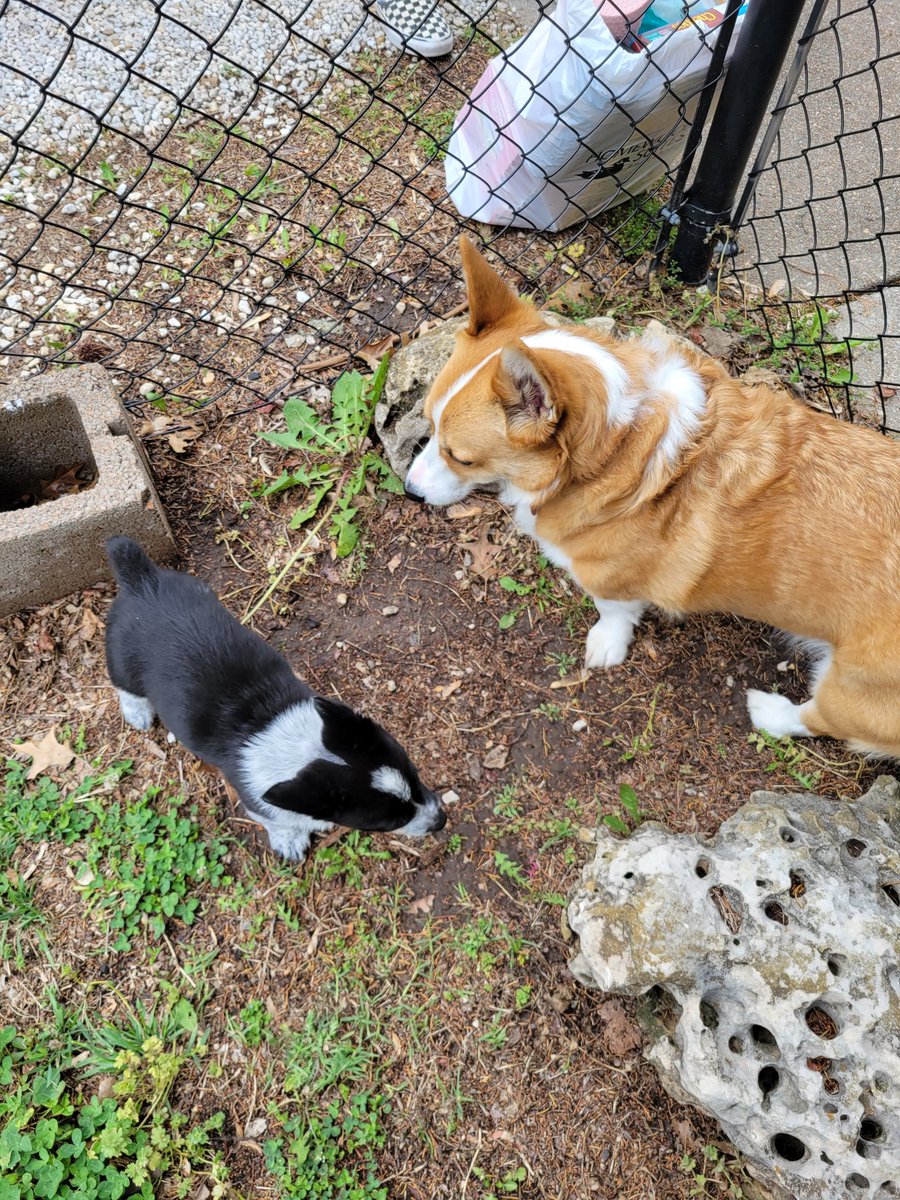0xFynlee's tweet photo. I got to have my friend over last weekend! Cali is a Cowgirl Corgi! And she has way more energy than I do! https://t.co/YE6ACXyPvn