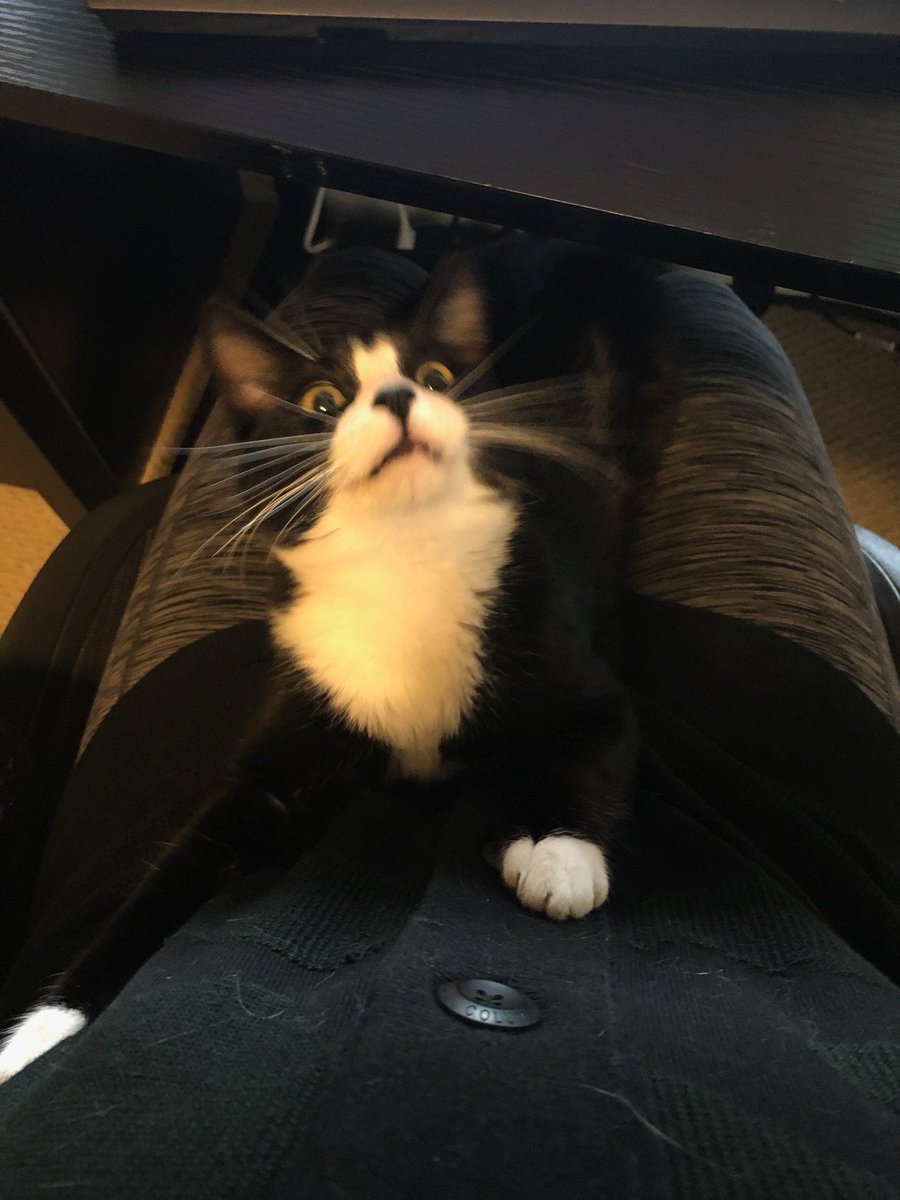 lowercaseNEWT's tweet photo. WOAH! Did you see the dragons under your desk?? 🐉 

#kittens #kittensoftwitter #CuteCats #cute #CatsOnTwitter #CatsOfTwitter #catsofinstagram https://t.co/hpecnOmVIJ