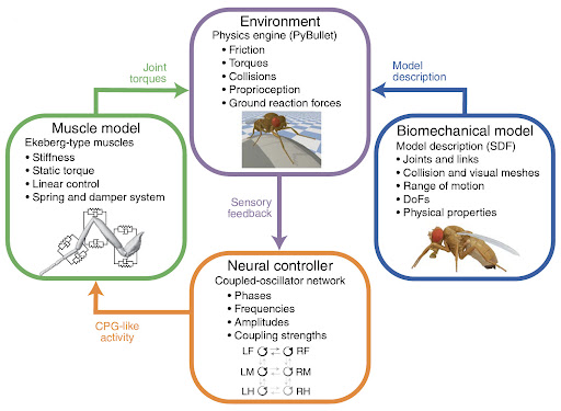 naturemethods's tweet photo. The #neuromechfly platform from the @ramdya lab enables simulations of adult Drosophila melanogaster by combining a biomechanical representation of the fly body, models of the muscles, a neural controller and a physics-based simulation of the environment.
https://t.co/FtqTtOVu9H https://t.co/howFroxPnY