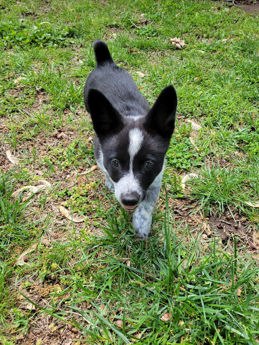 0xFynlee's tweet photo. I got to have my friend over last weekend! Cali is a Cowgirl Corgi! And she has way more energy than I do! https://t.co/YE6ACXyPvn