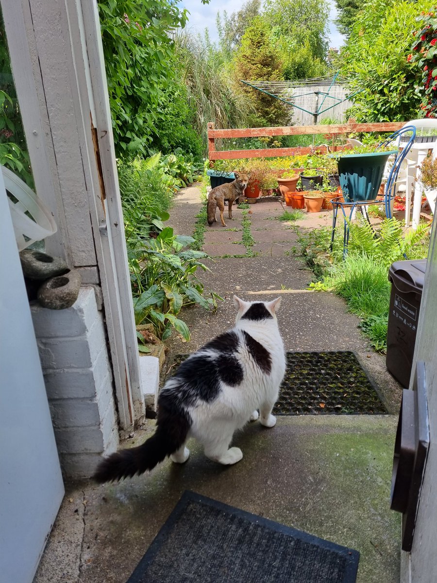 ScaredyCatCW's tweet photo. We've got a resident fox in our garden ... I'm not scared ... just don't know quite what to make of it ... 🤔😺🦊 #Scaredy #CatsOfTwitter https://t.co/4PJ1k7eYds