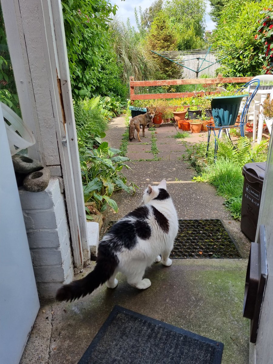 ScaredyCatCW's tweet photo. We've got a resident fox in our garden ... I'm not scared ... just don't know quite what to make of it ... 🤔😺🦊 #Scaredy #CatsOfTwitter https://t.co/4PJ1k7eYds