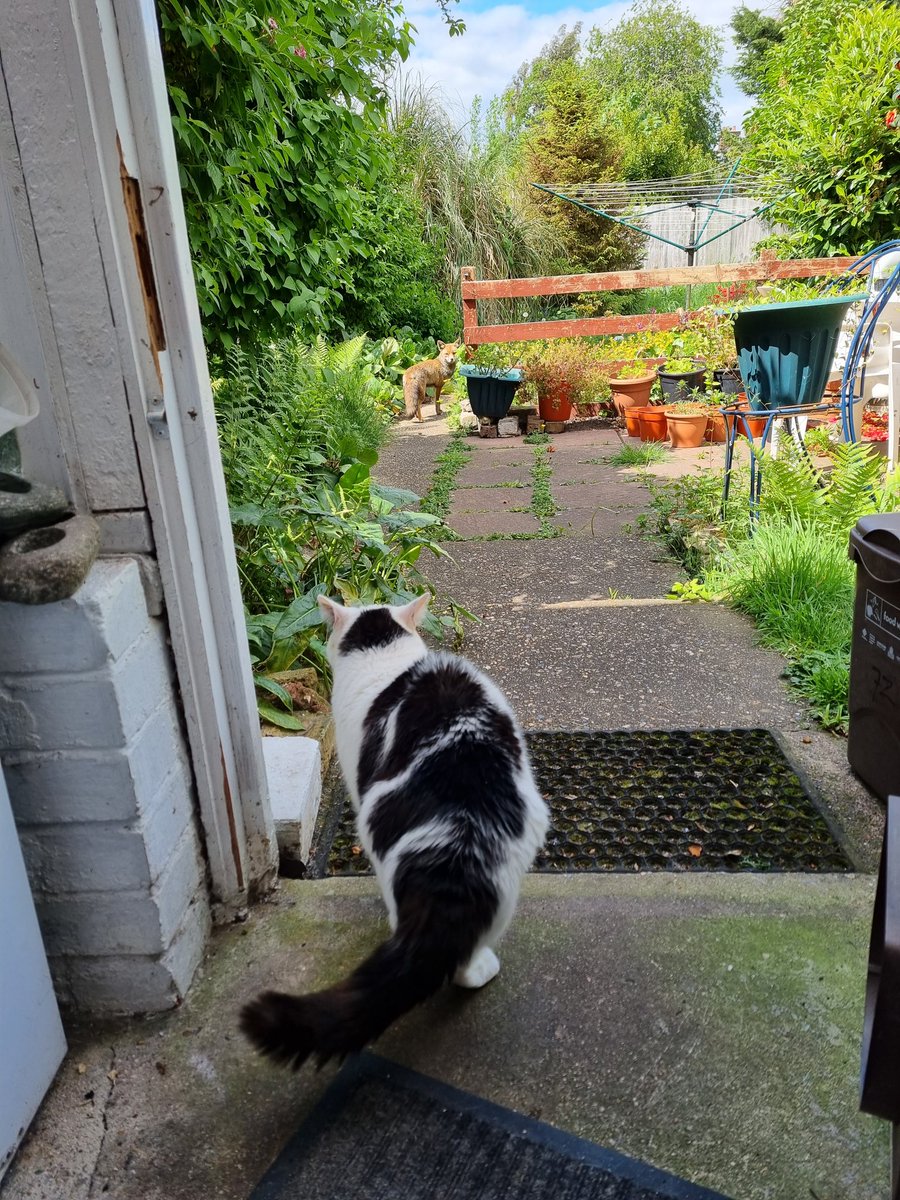 ScaredyCatCW's tweet photo. We've got a resident fox in our garden ... I'm not scared ... just don't know quite what to make of it ... 🤔😺🦊 #Scaredy #CatsOfTwitter https://t.co/4PJ1k7eYds