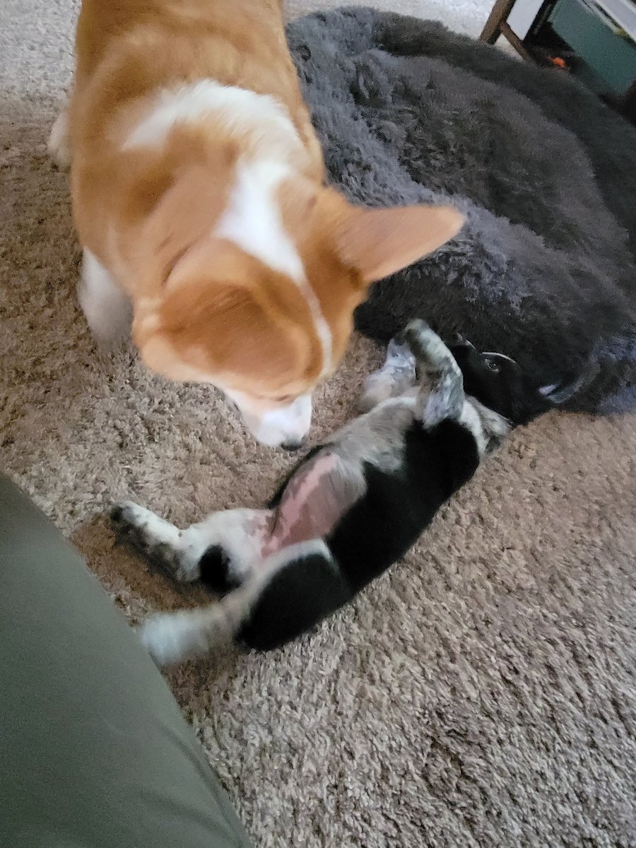0xFynlee's tweet photo. I got to have my friend over last weekend! Cali is a Cowgirl Corgi! And she has way more energy than I do! https://t.co/YE6ACXyPvn