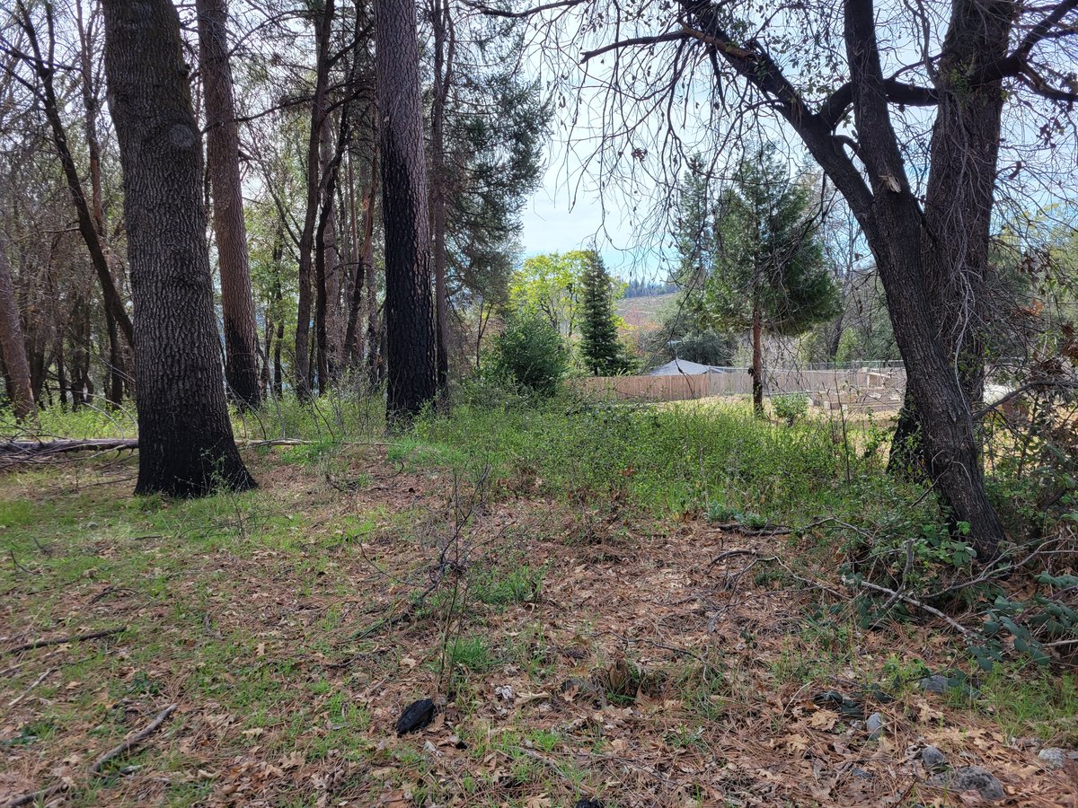 ButteCodeEnf's tweet photo. Another great example of our enforcement of chapter 38a.  This is a home owner doing the defensible space abatement.  Great Job! https://t.co/Gr2M13oMhO