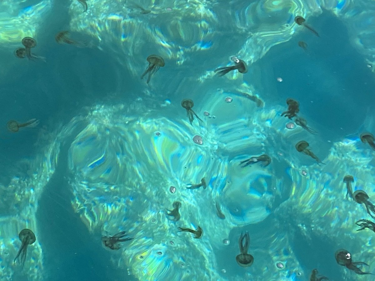 Bergthalerlab's tweet photo. Jellyfish in Sardinia. Thanks for the invitation to the #summerschool of advanced #immunology, #ENII! ➡️Prospect PhD students, watch out for the 2023 edition. #scienceatwork https://t.co/9MLmlpUHfU