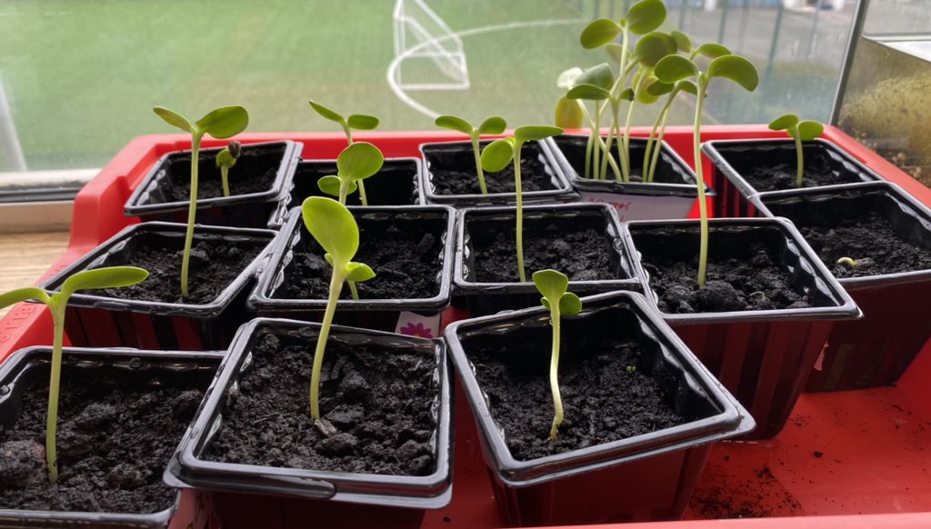 sciencecrewSA's tweet photo. Our Science Club sunflower seedlings are all growing towards the direction of sunlight #phototropism 🌱➡️☀️🌻 https://t.co/UBaY8Gpqjw