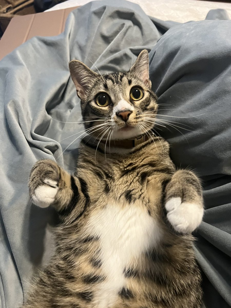 mayzig's tweet photo. I present to you, Oswald. https://t.co/BvMpJuaBaD