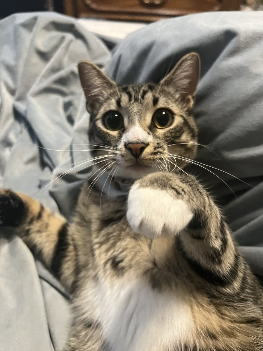 mayzig's tweet photo. I present to you, Oswald. https://t.co/BvMpJuaBaD