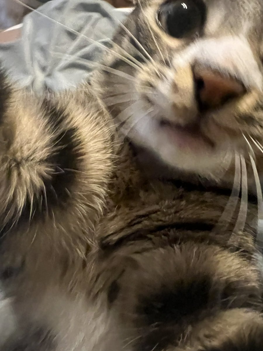 mayzig's tweet photo. I present to you, Oswald. https://t.co/BvMpJuaBaD