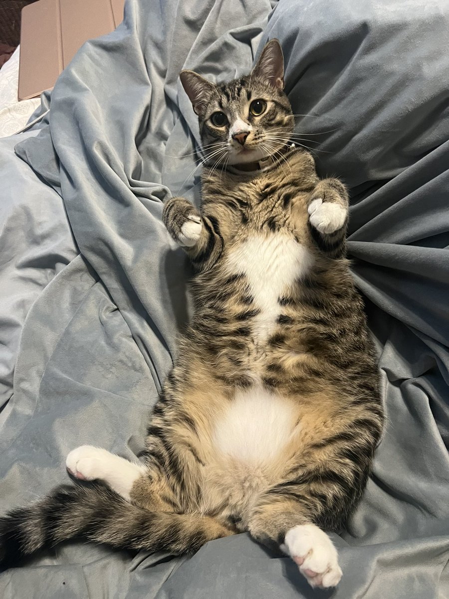 mayzig's tweet photo. I present to you, Oswald. https://t.co/BvMpJuaBaD