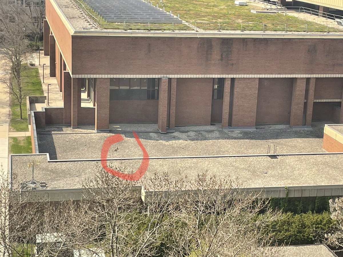 DrJEdPsych's tweet photo. Perhaps the most impactful thing I’ll do at UWM is help mount the rescue of this mama duck and her babies. Operation UWM Quacks-of-Good-Kind currently underway…. https://t.co/7Ew90b6NVX
