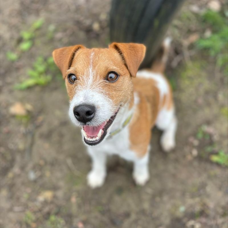 In support of #MentalHealthAwarenessWeek and the theme of loneliness. Beans is here to remind you that dogs may show signs of stress and anxiety when left alone 💛

For advice and support on separation anxiety, click here 👉 bit.ly/3M8Zqf6