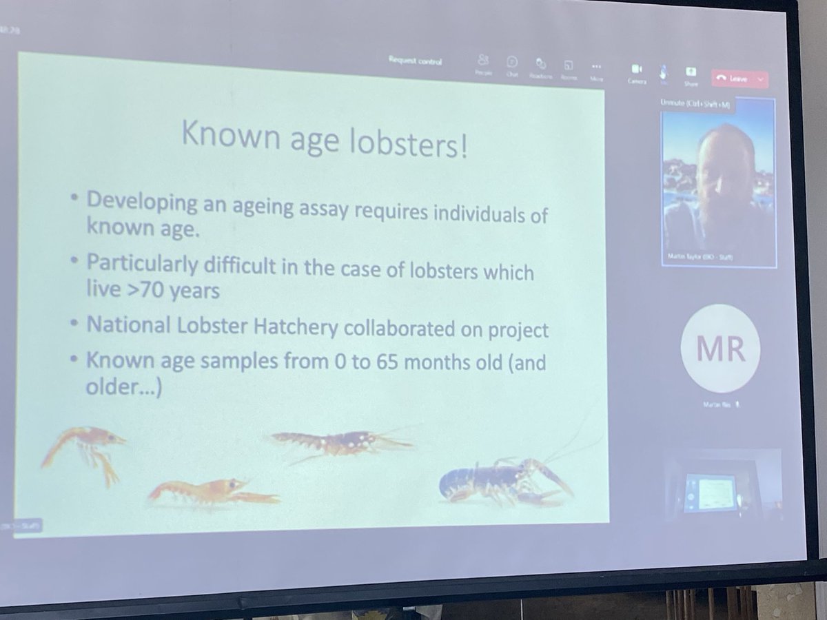 TheLobsterDr's tweet photo. Here at @PadstowLobster, Martin Taylor of @uniofeastanglia tells #ELCE6 of work in his group to use @LobsterGrower animals and DNA methylation to help solve the longstanding puzzle of how to reliably (and sub- lethally!) age lobsters.
๐งฌ ๐ฐ ๐ฆ #ExeterMarine @ExeterEvo https://t.co/pGKjCjqlfi