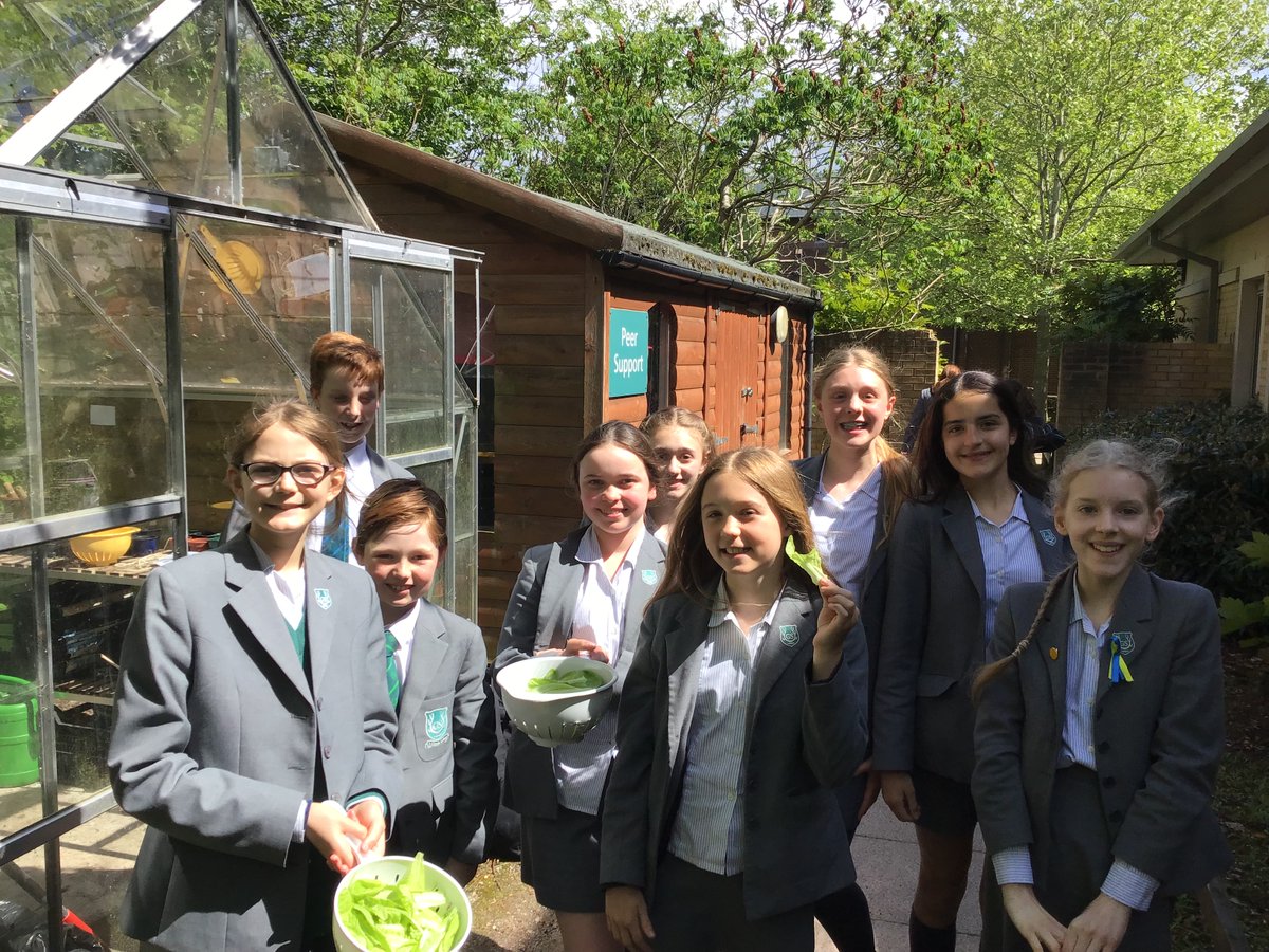 The year 7 growers have been doing an amazing job in the greenhouse recently. They’ve grown their own lettuce from seed and on Tuesday they sampled their efforts in a sandwich at lunchtime after harvesting a batch of lettuce.
