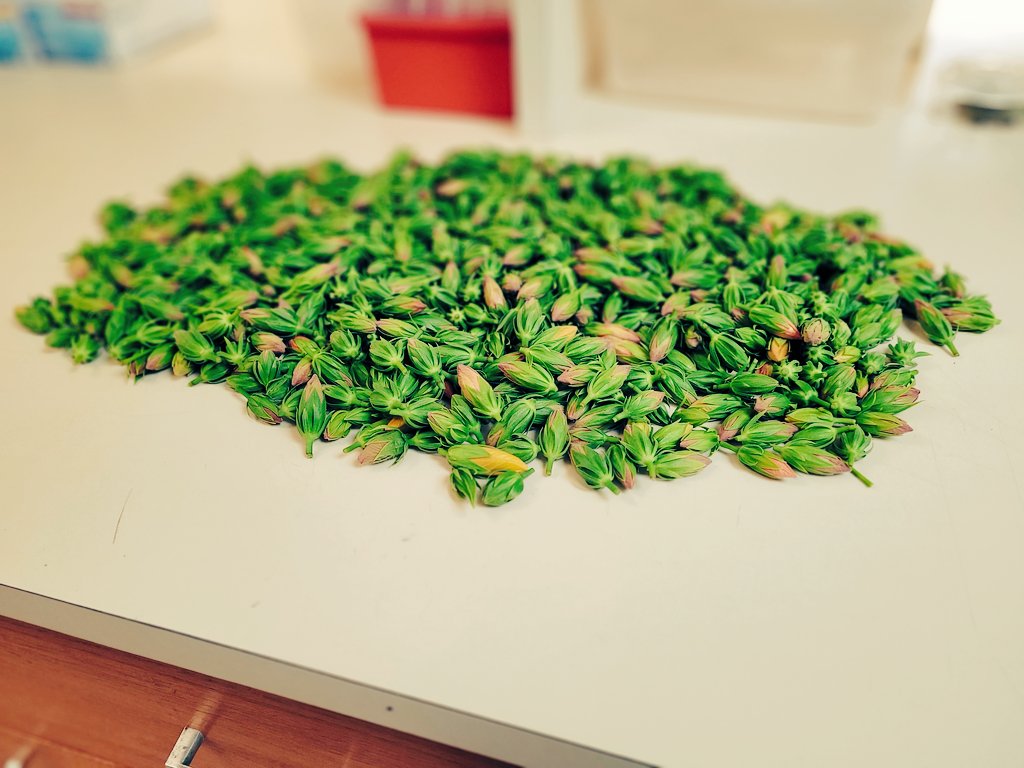ADanielGreene1's tweet photo. 800 hibiscus flower buds 🌺, because the Anthonomus testaceosquamosus colony is getting hungry! https://t.co/FBn6PBMHCa