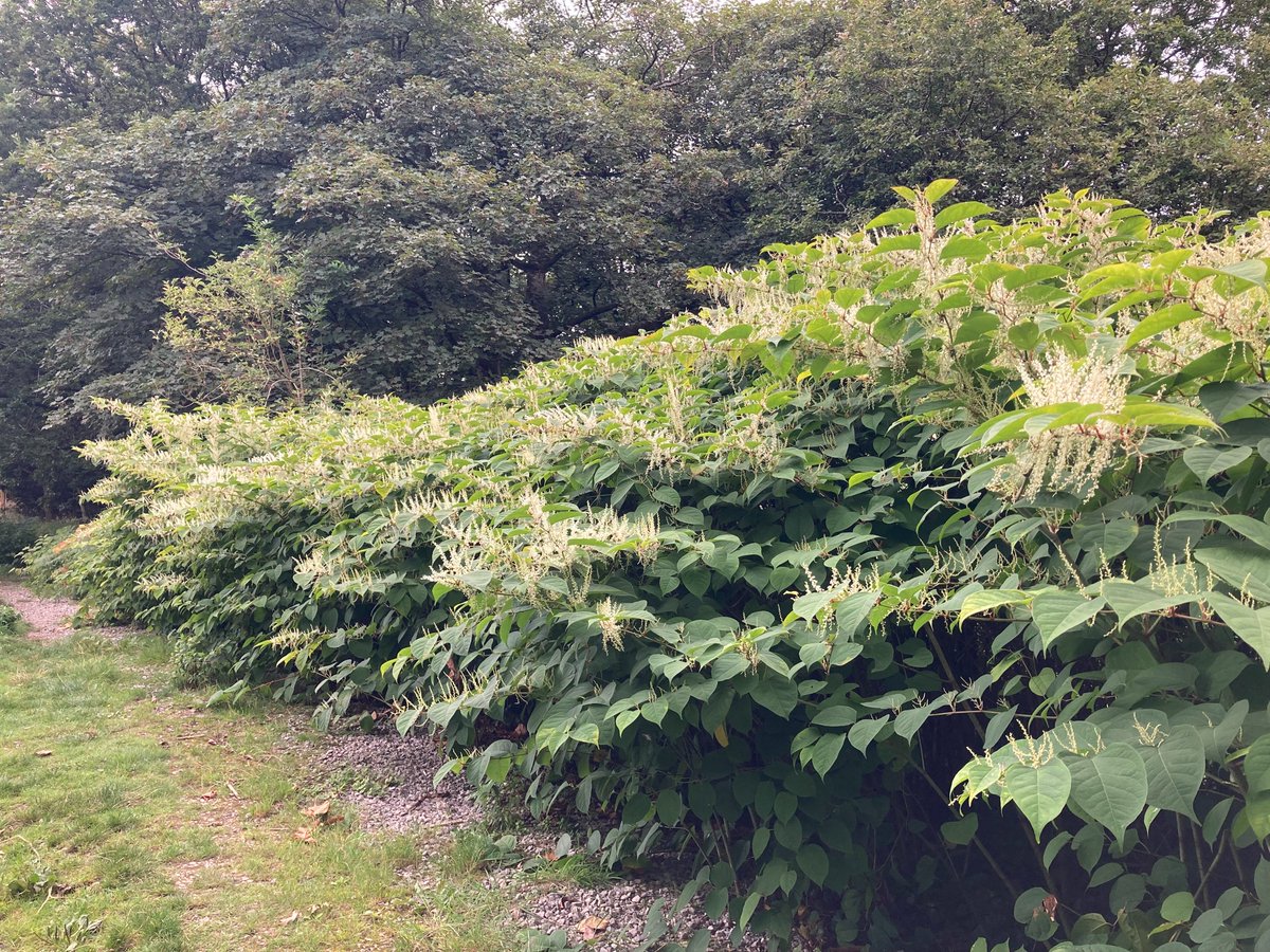 JKSLtd's tweet photo. Shock horror, Japanese knotweed, it's pretty much everywhere... #oldnews #nothingwecanthandle https://t.co/fjFIQzM7w6