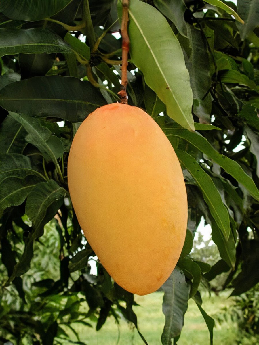 Dewana_Dil786's tweet photo. Crush Updated 😍🤤
#Chonsa
#Mango https://t.co/oNGf1YxYuM