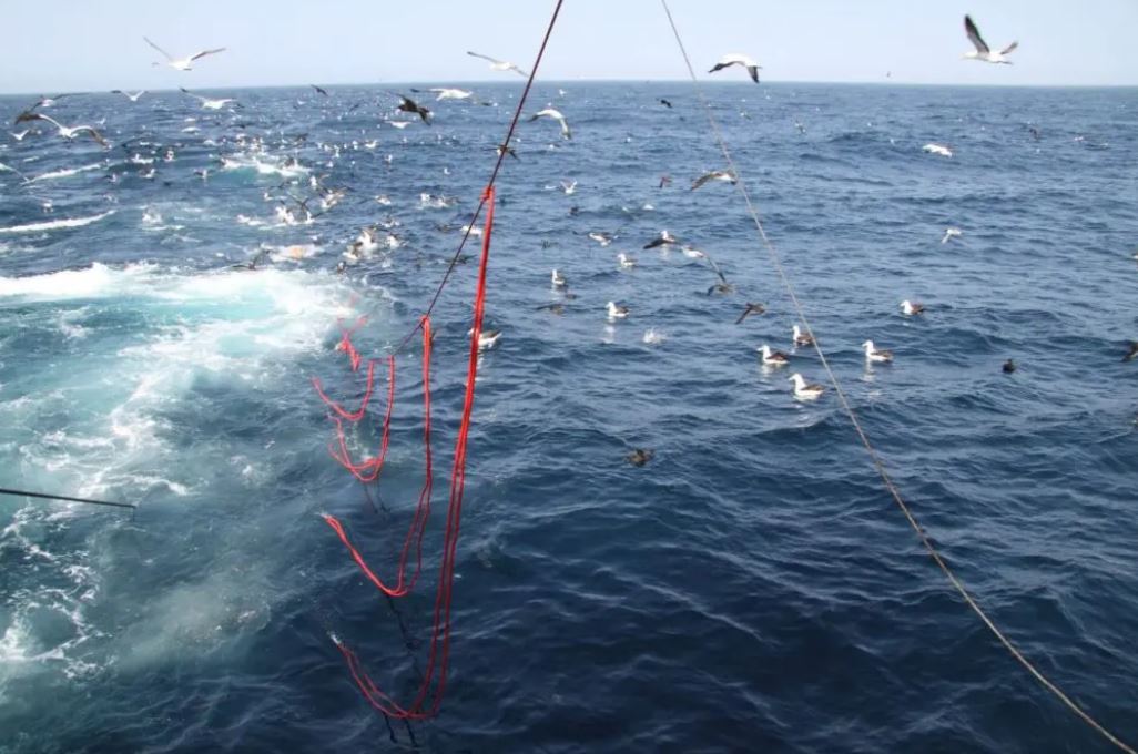 Do you know that Namibian fisheries reduced #seabird deaths by 98%? 🎉

To learn about this incredible success run by <a href="/Albytaskforce/">Albatross Task Force</a>, the <a href="/BirdLife_News/">BirdLife International</a> &amp; <a href="/BonnConvention/">Convention on Migratory Species (CMS)</a> #bycatch teams, + West African fisheries stakeholders, are visiting Namibia to exchange experiences.