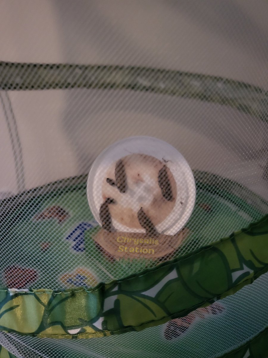 emmapierce80's tweet photo. Eloise enjoyed watching the 'life cycle of the butterfly'... today we set them free!!!! 🦋 @Discovery_Hyde @Mayers_Mrs @ksullivan_mrs @p13rcy https://t.co/g0obAo7Thv