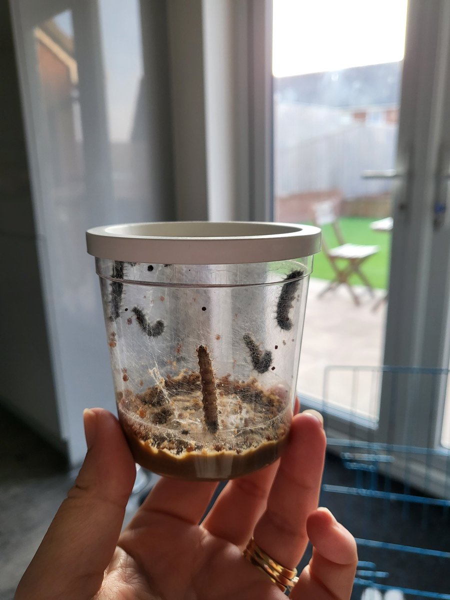emmapierce80's tweet photo. Eloise enjoyed watching the 'life cycle of the butterfly'... today we set them free!!!! 🦋 @Discovery_Hyde @Mayers_Mrs @ksullivan_mrs @p13rcy https://t.co/g0obAo7Thv