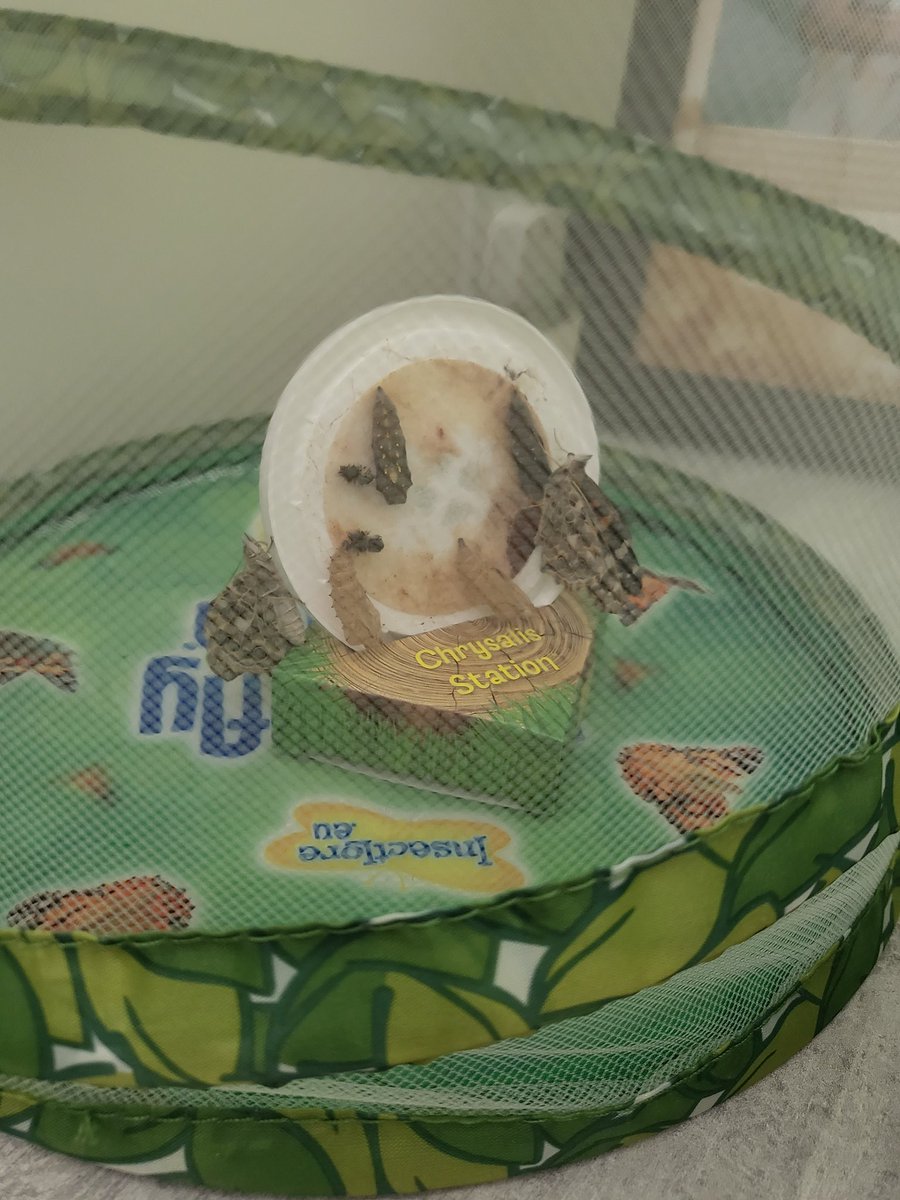 emmapierce80's tweet photo. Eloise enjoyed watching the 'life cycle of the butterfly'... today we set them free!!!! 🦋 @Discovery_Hyde @Mayers_Mrs @ksullivan_mrs @p13rcy https://t.co/g0obAo7Thv