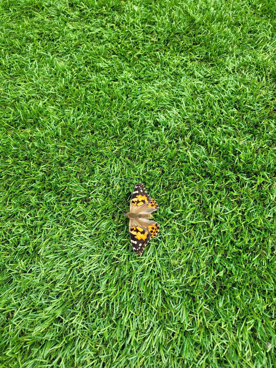 emmapierce80's tweet photo. Eloise enjoyed watching the 'life cycle of the butterfly'... today we set them free!!!! 🦋 @Discovery_Hyde @Mayers_Mrs @ksullivan_mrs @p13rcy https://t.co/g0obAo7Thv
