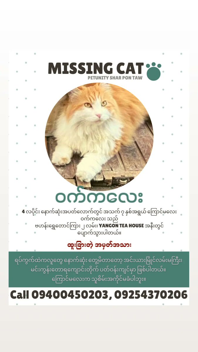 Petunitymm's tweet photo. Petunity Shar Pon Taw 2022016
Xx
Name : Wat Kalay
Age : 7 years old
Breed : Persian Mixed
Gender : Female
Missing Place : 2nd road Golden Valley, Bahan Township, Yangon.
Missing date : last week of April, 2022
#Petunity #SharPonTaw #Myanmar #cat #Inyamyaing #RTH #RangoonTeaHouse https://t.co/E4itNONVtq