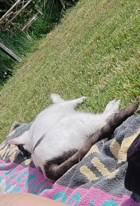 kathischa15's tweet photo. Sonnen ohne Katze ist net das selbe π #getthattan #sun #shine #goodvibes https://t.co/A6ovcuMfh3