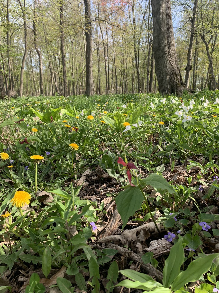 Happy to see our silvopastures bursting with flowers. 
One of our goals with the silvopastures is to maintain and promote plant diversity, especially with a focus on native plant species.  
A place where we promote native habitat diversity while producing food, fibre &amp; timber ☺️