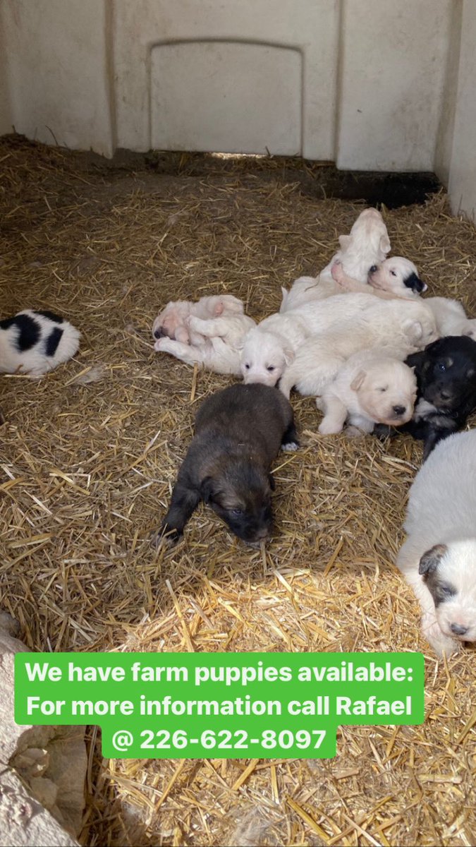 We have some super cute farm puppies for sale; a litter from two of our young working dogs.  For more information call Rafael at 226-622-8097
