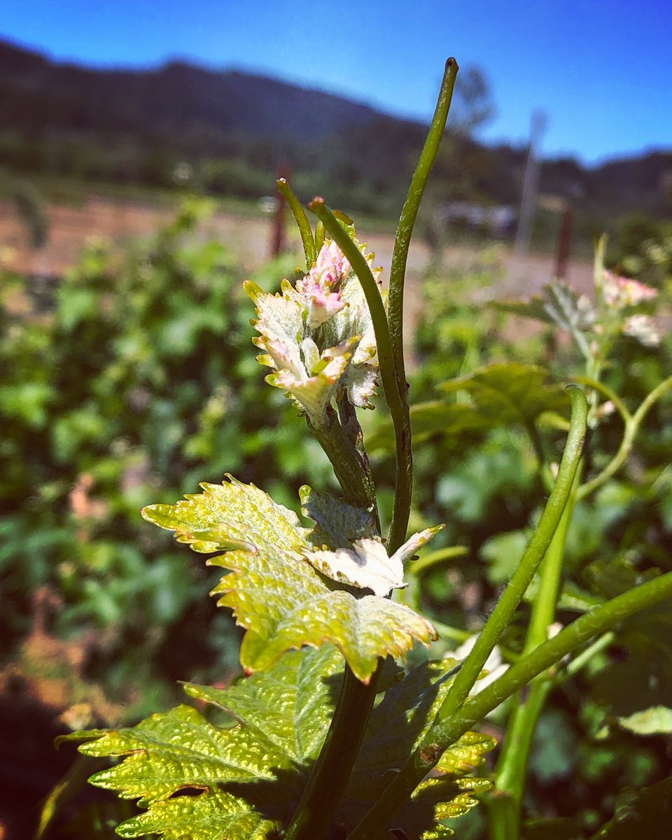 WestWines's tweet photo. How lovely the silence of growing things. 🌱

#westwines #vineyardviews #vineyard #newgrowth #springgreen #sauvignonblanc #wineroad #drycreekvalley #springincalifornia  #winecountry #sonomacounty https://t.co/QpAwB3FTwV
