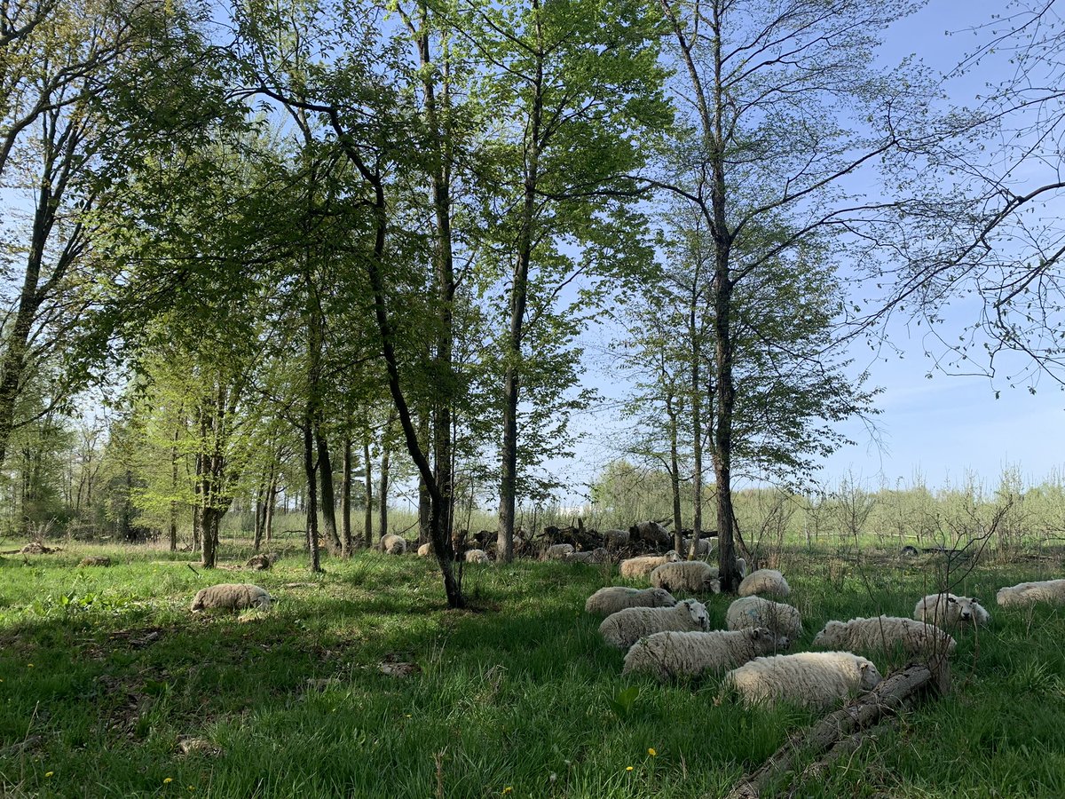 Silvopasture sheep enjoying the weather 🌳🐑🌳🐑🐑🐑 #ontag #silvopasture #ontariosheep #norfolkcounty